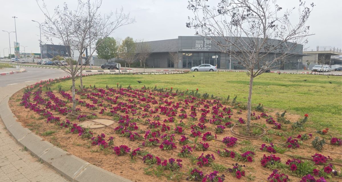 ערוגה עם דשא ופרחים סגולים, צילום" עיריית כפר סבא