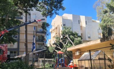 עץ קרס על גן ילדים בכפר סבא. צילום: אמיר יעקב, ביקורת בונה