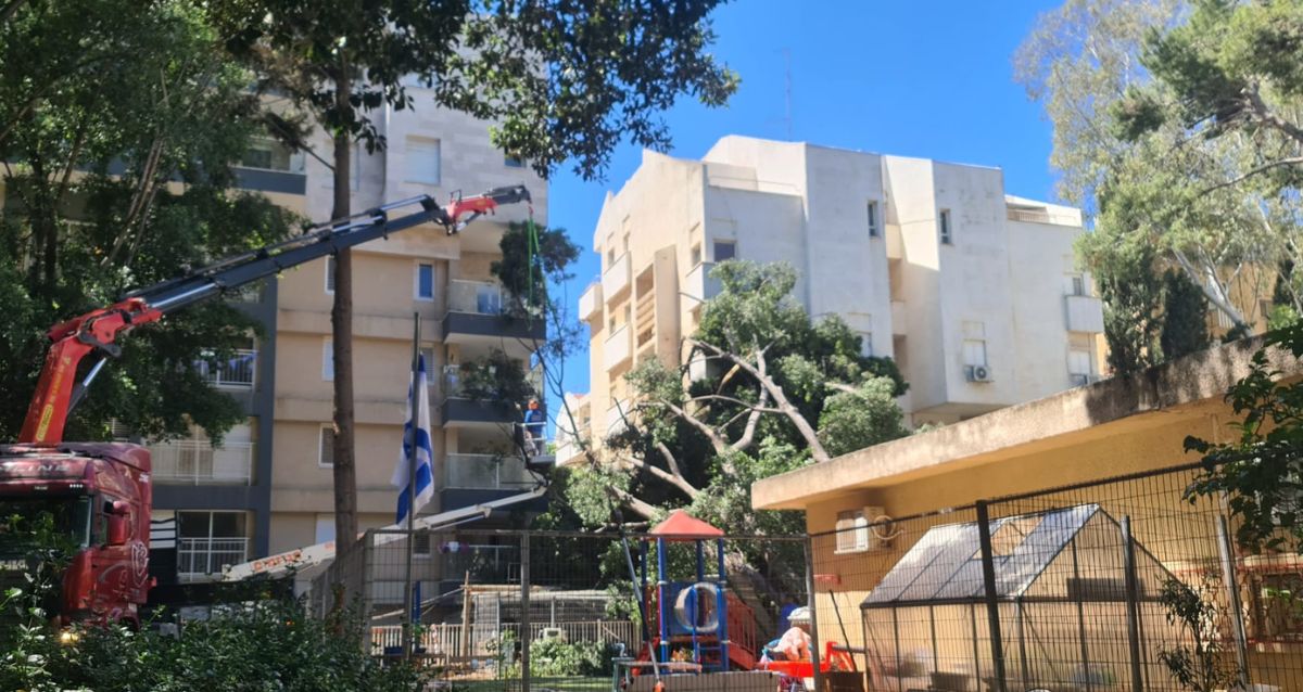עץ קרס על גן ילדים בכפר סבא. צילום: אמיר יעקב, ביקורת בונה
