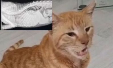 חתול ג'ינג'י וליד יש צילום רנטגן. צילום: מתוך רשתות חברתיות - אסף אמר הרצליה העיר שלי