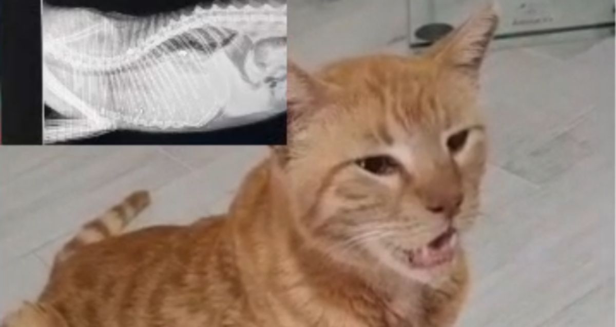 חתול ג'ינג'י וליד יש צילום רנטגן. צילום: מתוך רשתות חברתיות - אסף אמר הרצליה העיר שלי