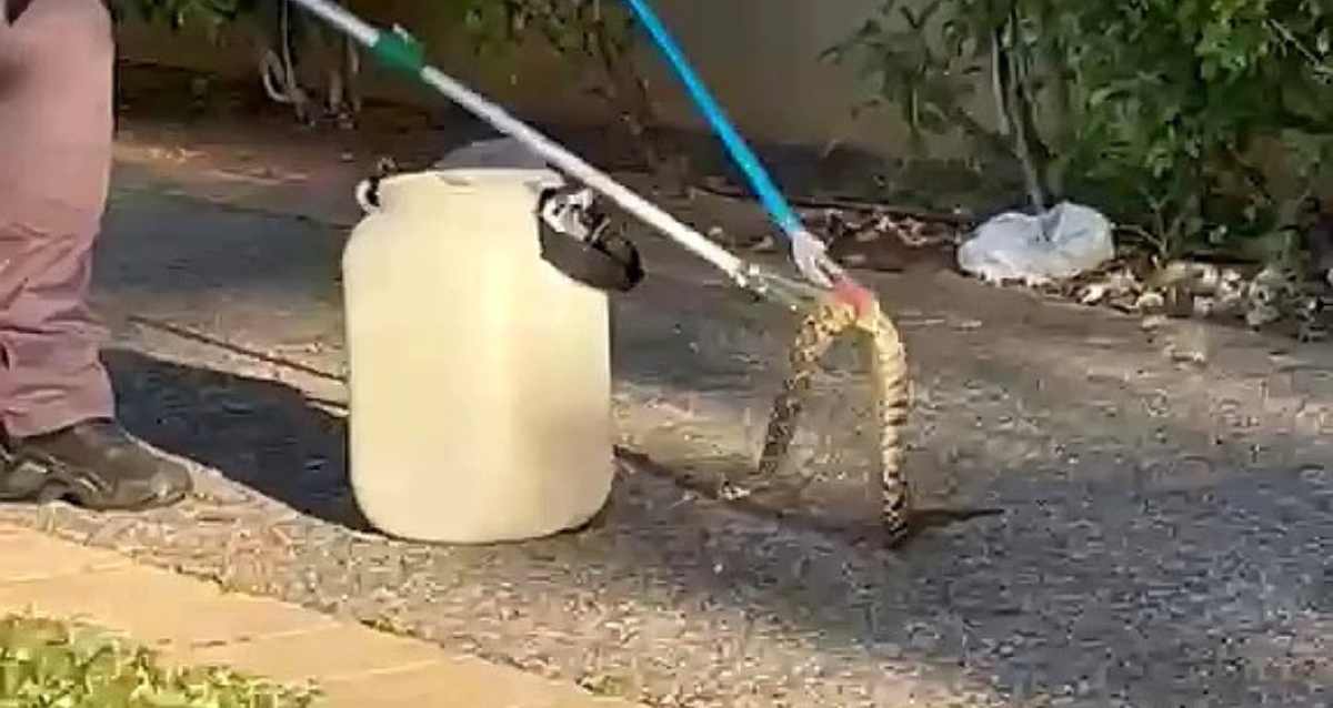לכידת נחש בכפר יונה, צילום: מתוך הפייסבוק של עיריית כפר יונה