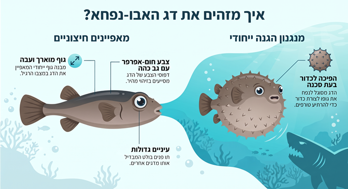 כך תזהו אבו נפחא, גרפיקה: שרון אונליין