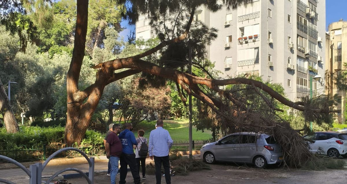 עץ קרס על רכב ברחוב הבנים בכפר סבא, צילום: פרטי