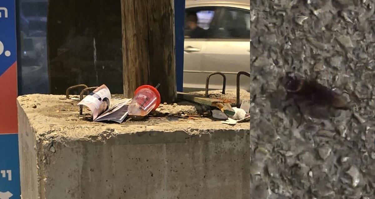 ליל שישי, 11 ביולי, במרינה הרצליה - ג'וקים על הרחבה וזוהמה בחניון. צילום: פרטי