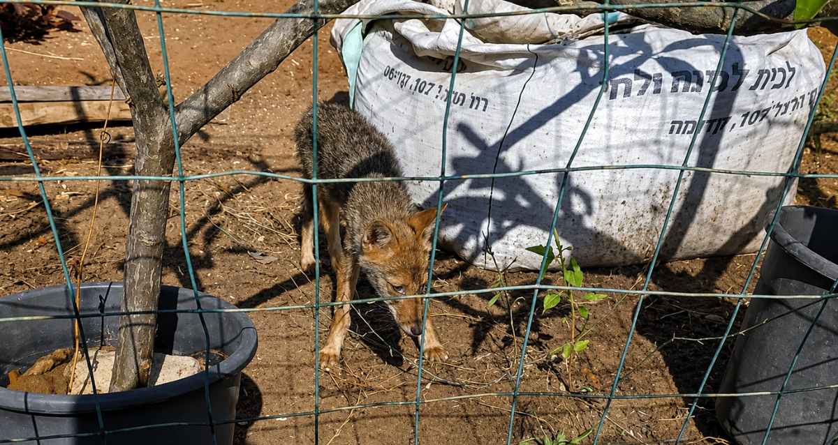 תן עם חשד לכלבת בכפר יונה, צילום: מתוך עיריית כפר יונה