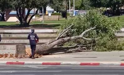 שני עובדים מנסרים גזע של עץ ליד בית יד לבנים בהרצליה