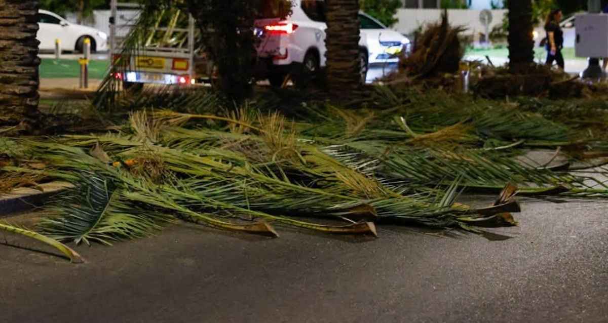כפות תמרים עץ דקל על הכביש, צילום: עיריית הוד השרון