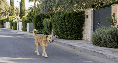 כלב חום ללא רצועה או בעלים משוטט ברחוב, הדמיית AI: שרון אונליין