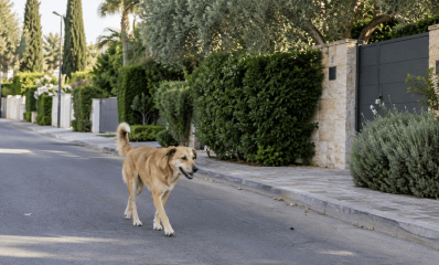 כלב חום ללא רצועה או בעלים משוטט ברחוב, הדמיית AI: שרון אונליין